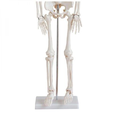Esqueleto Humano 85 Cm