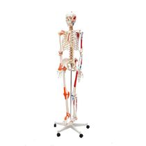 Esqueleto Humano Padrão 1,70cm Articulação Inserções