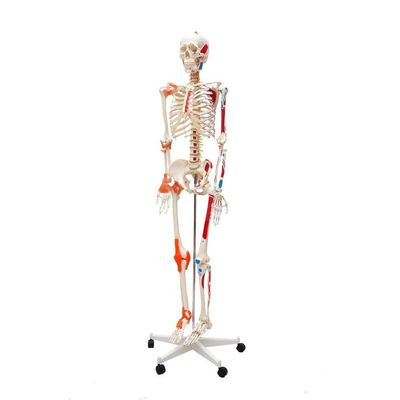 Esqueleto Humano Padrão 1,70cm Articulação Inserções