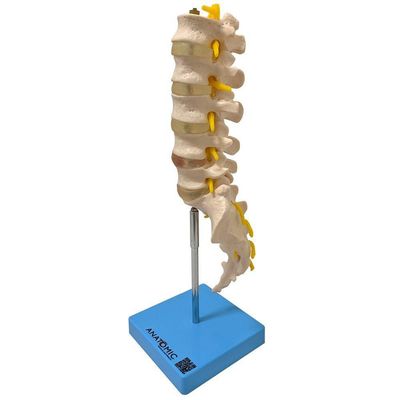 Coluna Vertebral Lombar Esqueleto Anatomia