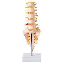 Coluna Vertebral Lombar Esqueleto Anatomia
