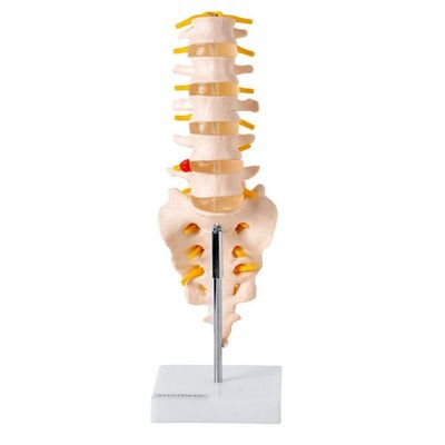 Coluna Vertebral Lombar Esqueleto Anatomia