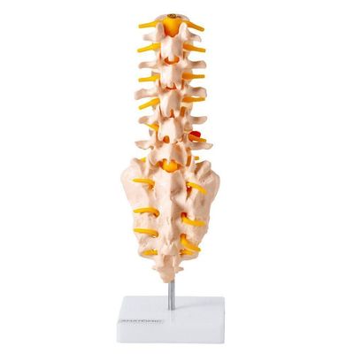 Coluna Vertebral Lombar Esqueleto Anatomia