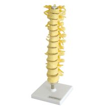 Coluna Vertebral Torácica Esqueleto Anatomia