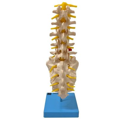 Coluna Vertebral Lombar Esqueleto Anatomia
