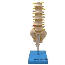 Coluna Vertebral Lombar Esqueleto Anatomia