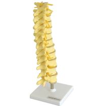 Coluna Vertebral Torácica Esqueleto Anatomia