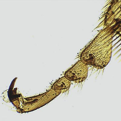Lâminas Preparadas de Zoologia 100 Peças