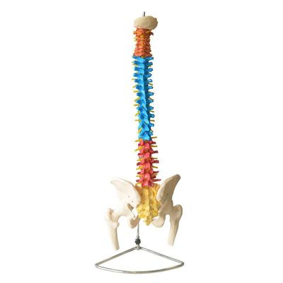 Coluna Vertebral Flexível Colorida em Tamanho Natural