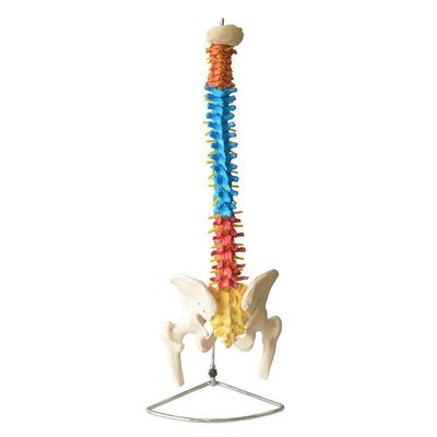 Coluna Vertebral Flexível Colorida em Tamanho Natural