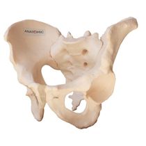 Esqueleto Pélvico Masculino Anatômico
