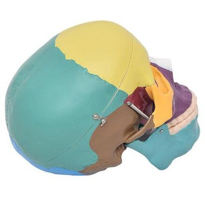Crânio Humano Colorido em 3 Partes Modelo Anatomia