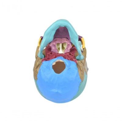 Crânio Humano Colorido com Mandíbula Móvel e Dentes 6 Partes