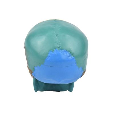 Crânio Humano Colorido com Mandíbula Móvel e Dentes 6 Partes