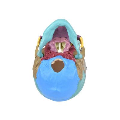 Crânio Humano Colorido com Mandíbula Móvel e Dentes 6 Partes
