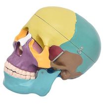 Crânio Humano Colorido em 3 Partes Modelo Anatomia