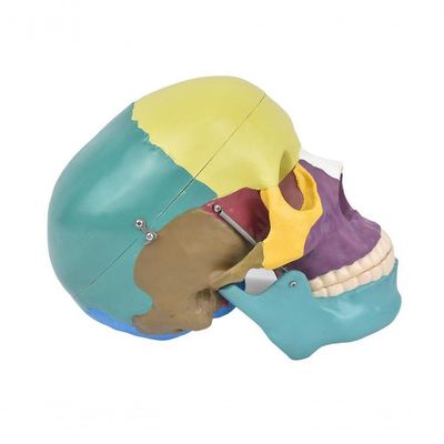 Crânio Humano Colorido com Mandíbula Móvel e Dentes 6 Partes
