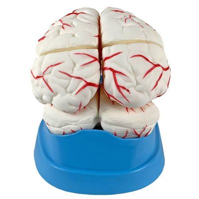 Cérebro Humano Tamanho Natural Vasos Sanguíneos 8 Partes