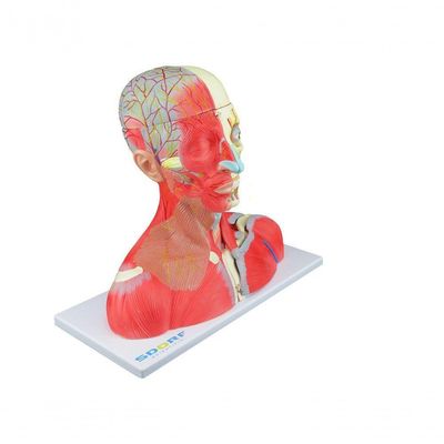 Cabeça Pescoço e Parte do Tronco Musculados em 19 Partes