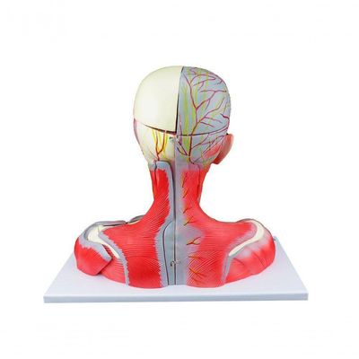 Cabeça Pescoço e Parte do Tronco Musculados em 19 Partes
