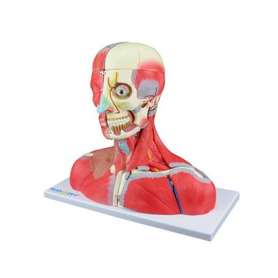 Cabeça Pescoço e Parte do Tronco Musculados em 19 Partes