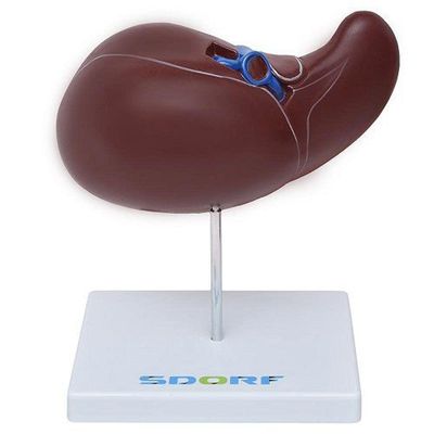 Figado Humano Modelo Luxo Anatomia