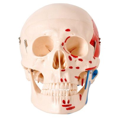 Crânio Humano Numerado Origens Inserções Musculares 2 Partes