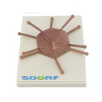Modelo De Adenovírus Infeccioso