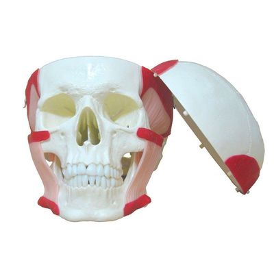 Crânio Humano Músculos da Mastigação Anatomia