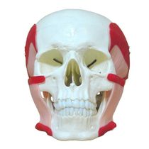 Crânio Humano Músculos da Mastigação Anatomia