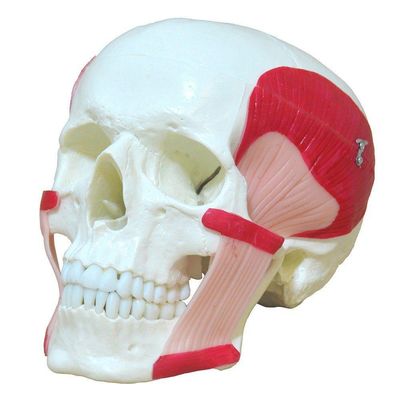 Crânio Humano Músculos da Mastigação Anatomia