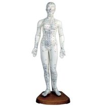 Modelo Feminino de Acupuntura 50 cm