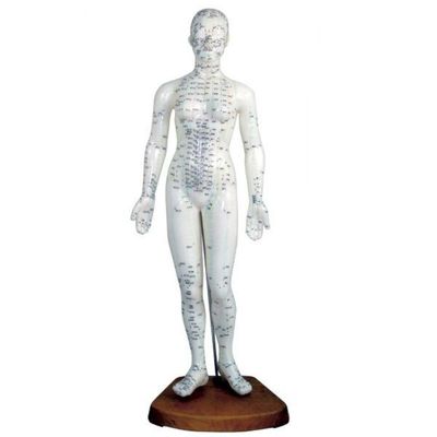 Modelo Feminino de Acupuntura 50 cm