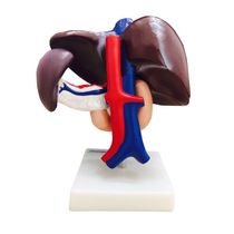 Figado Vesícula Biliar Pâncreas e Duodeno Modelo Anatomia