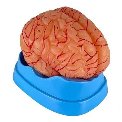 Cérebro Humano com Artérias em 9 Partes