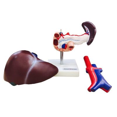Figado Vesícula Biliar Pâncreas e Duodeno Modelo Anatomia