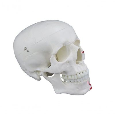 Crânio Humano com Mandíbula Móvel Inserção e Origem Muscular