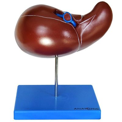 Figado Humano Modelo Luxo Anatomia