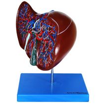 Figado Humano Modelo Luxo Anatomia