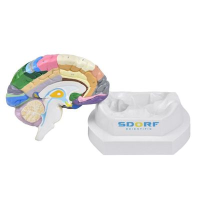 Cérebro Neuro-Anatômico Colorido em 2 Partes