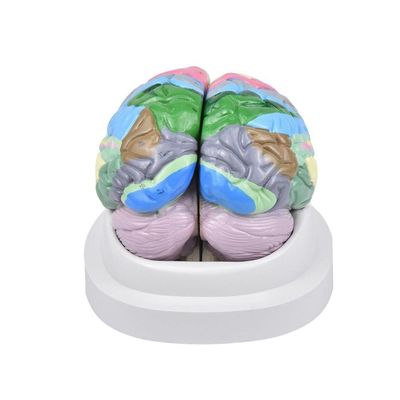 Cérebro Neuro-Anatômico Colorido em 2 Partes