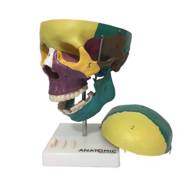 Crânio Humano Didático Colorido em 5 Partes Anatomia