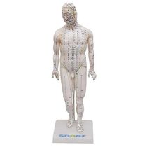 Manequim Acupuntura Masculino 50cm
