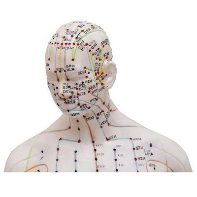 Manequim Acupuntura Masculino 50cm
