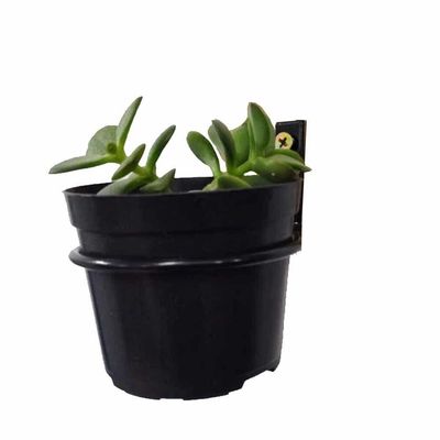 Suporte De Vaso Para Paredes - 92Mm