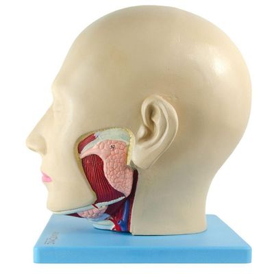 Cabeça Humana com Caixa Craniana Cérebro e Crânio 4 Partes