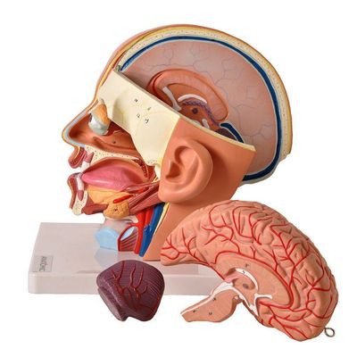 Cabeça Humana com Caixa Craniana Cérebro e Crânio 4 Partes