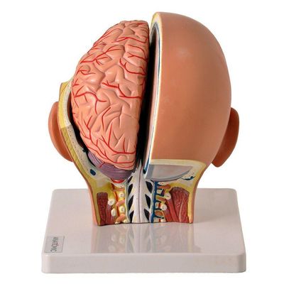 Cabeça Humana com Caixa Craniana Cérebro e Crânio 4 Partes