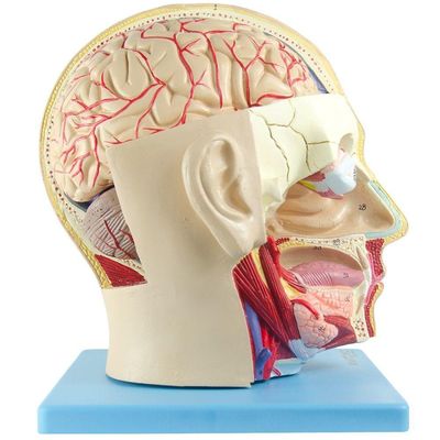 Cabeça Humana com Caixa Craniana Cérebro e Crânio 4 Partes