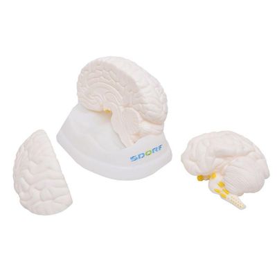Cérebro Humano Em Tamanho Natural Anatomia